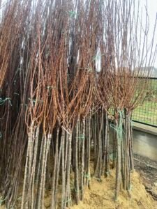 Prodaja voćnih i loznih sadnica