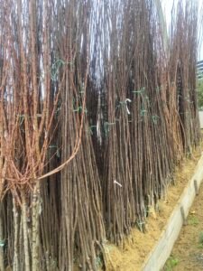 Prodaja voćnih i loznih sadnica