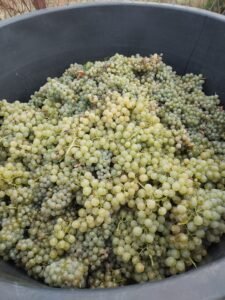 Rakija od grožđa – loza.