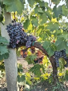 Rakija od grožđa – loza.