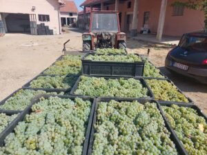 🍇 SVEŽE UBRANO GROŽĐE NA PRODAJU – MILUTOVAC, TRSTENIK