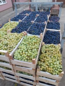 🍇 SVEŽE UBRANO GROŽĐE NA PRODAJU – MILUTOVAC, TRSTENIK