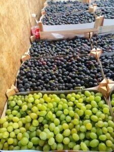 🍇 SVEŽE UBRANO GROŽĐE NA PRODAJU – MILUTOVAC, TRSTENIK